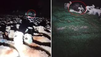 Korku filmini andıran görüntü! Aniden ortaya çıktı, köpekler çaresiz kaldı