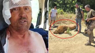 Manavgat ta hayvan parkından kaçan aslan öldürüldü
