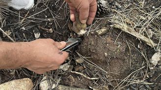 Kastamonu da yanan ormanlık alanın küllerinden servet doğdu