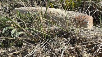 Mantar ararken top mermisi buldu, 20 metre taşıdı