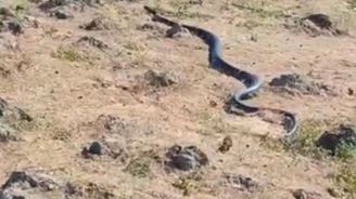 Diyarbakır da yaklaşık 3 metre uzunluğunda yılan görüntülendi