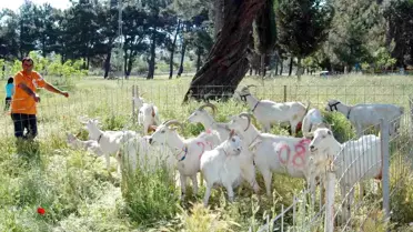 Çanakkale'de Keçiler Podyuma Çıktı