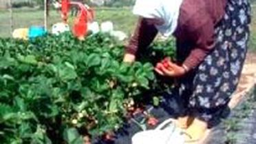 Çilek Kaderlerini Değiştirdi