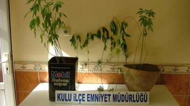 Kulu'da Hint Keneviri Operasyonu