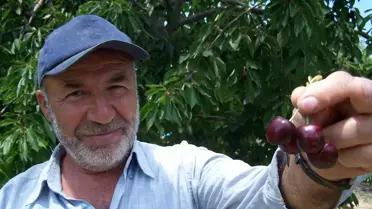 Kıreli'nde Organik Kiraz Atağı