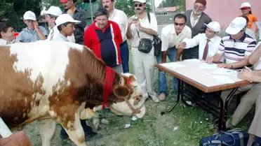 Tarım ve Hayvancılık Kültür Festivali'nde Boğalar Podyuma Çıktı