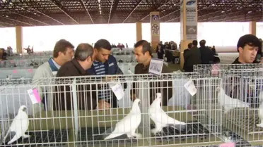 Mustafakemalpaşa'da Güvercin Şöleni