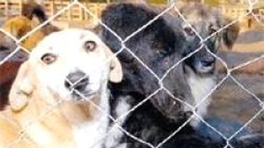 Havalimanında Köpek Kaçırma Krizi