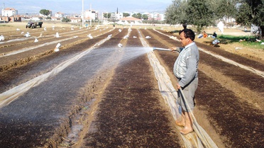 Sarıgöl'de, 2008 Yılı Tütün Fideleri Yetiştiriliyor