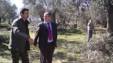 Gökalp, Zeytin Bahçelerini Denetledi