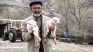 Yozgat'ta Kıl Keçisi Yerine Saanen Keçisi Yaygınlaştırılıyor