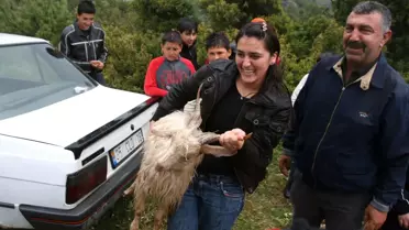 Yağmur Altındaki Şenlikte Eşek Yarışı ve Keçi Yakalama Yarışı