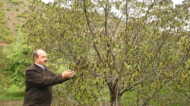 Gümüşhane'de Ceviz Ağaçları Dondu
