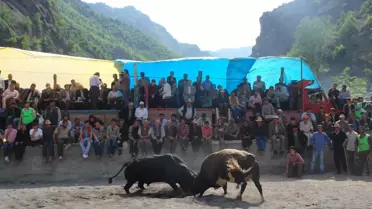 Protokol Boğa Güreşlerini Kamyon Kasasında İzledi
