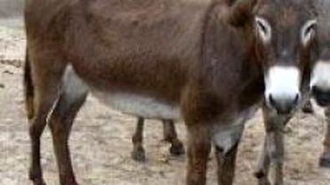 Eşeğe Hapis Cezası