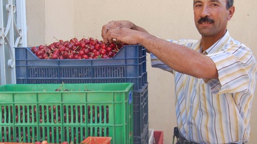 Simav'da Kiraz'ın Fiyatı da, Rekoltesi de Üreticiyi Sevindirmedi