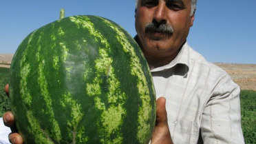 Araban'da Tarla Günü Düzenlendi