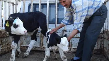 Erken Doğan Minik Buzağı Hayata Tutunmaya Çalışıyor