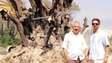 Bin Yıllık Zeytin Ağacı Ortada Kaldı