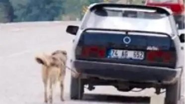 Köpeği Otomobile Bağlayıp Gaza Bastı