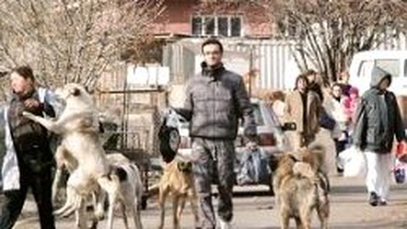 Hayvanseverler Gölbaşı Barınağı'na Akın Etti