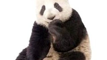 Pandanın İkizi Köpek