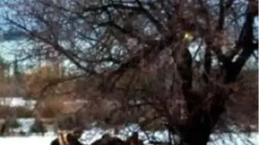 Ağaçta 7 Saat Can Pazarı