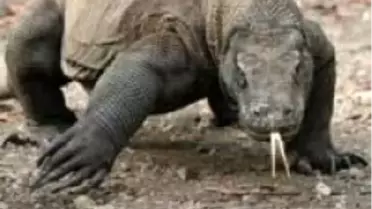 Endonezyalı Bekçi Canını Zor Kurtardı