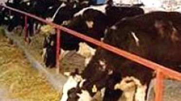 İthalat Hayvancılığı Bitirir