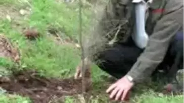 Arılar İçin Demir Çamı