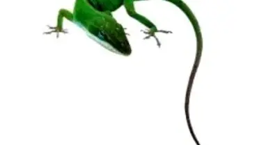 Kertenkele Geni Sayesinde Kopan Uzuv Yeniden Çıkacak