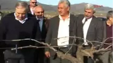 Alaşehir - Chp'Li Mengü'Den Don Vuran Bağlara Ziyaret