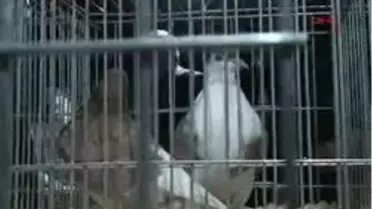 2 Güvercine Arabasını Verdi