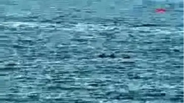 Ayvacık - Zıpkınla Balık Sonu Oldu ...Cesedi 18 Metre Derinl