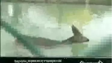 Yavru Ceylanı Kurtarma Operasyonu