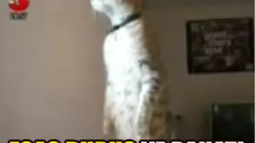 İstilal Marşı'nda Esas Duruşa Geçen Kedi