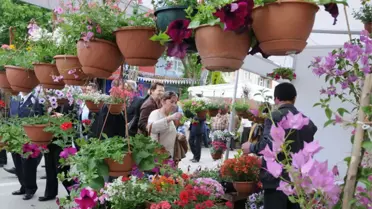 Bayındır Çiçeği Dünya’ya Açılıyor