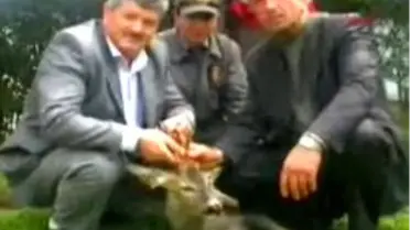 Yavru Karaca Doğaya Bırakıldı