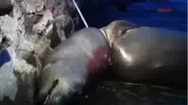 Ne İstediniz Fok'tan