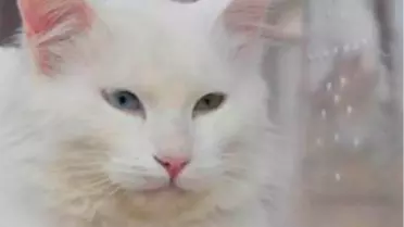 California'daki Festivalin Gözdesi Van Kedisi Oldu