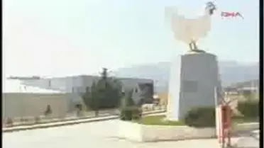 Bolu - Mudurnu, Pak Tavuk İle Hayat Buluyor