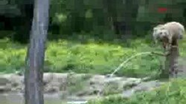 Karacabey - Boz Ayı 'Meyvan'A Yer Baktılar