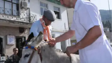 Eşeklere Damat Traşı ve Gelin Başı