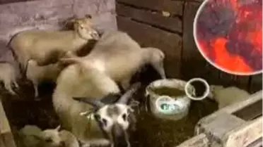 Gözler Eurocontrol?De