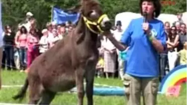 Güney Almanya'da Eşek Şenliği