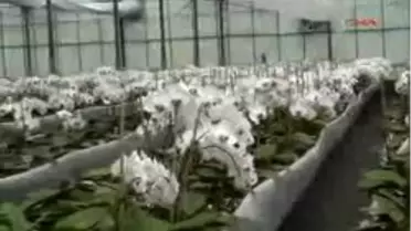 Serik - Orkide Serik'te Açıyor