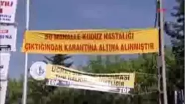 (Özel) - Bağcılar'da Kuduz Korkusu