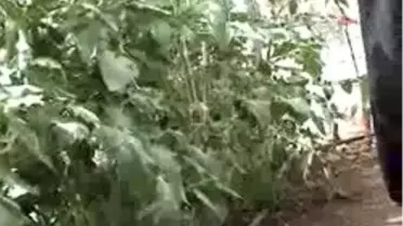 Siverek'te 'Mikro Sera' Dönemi