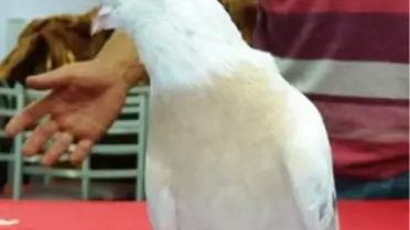 35 Bin Liraya Alıcı Bekliyor