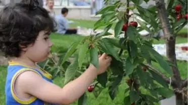 Bakan Ergün Bağcılar'da Dalından Kiraz Yedi
